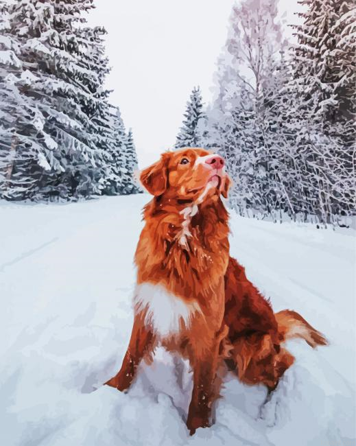 New Scotia Duck Tolling Retriever In Snow Painting By Numberss.png