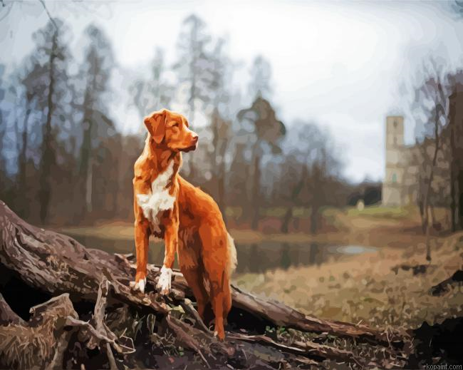 New Scotia Duck Tolling Retriever Painting By Numberss.png