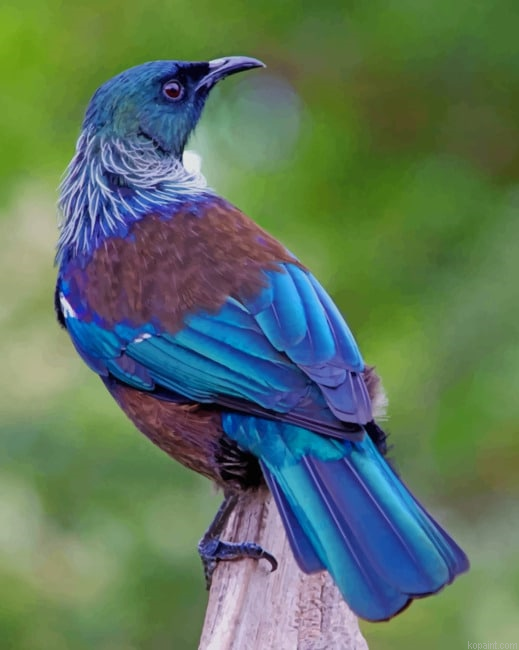 New Zealand Bird New Painting By Numberss.png