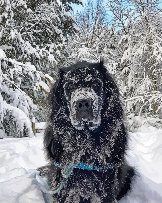 Newfoundland In Snow Paint By Numbers