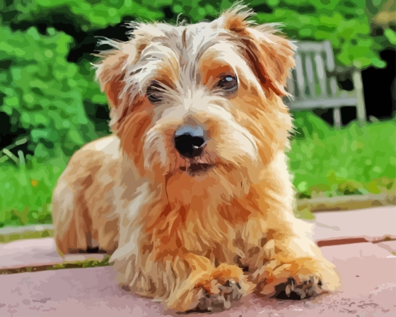 Norfolk Terrier Pet Painting By Numberss.png