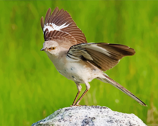 North American Mockingbird Painting By Numberss.png