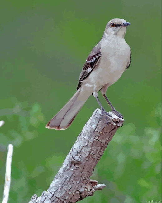 Northern Mockingbird Painting By Numberss.png