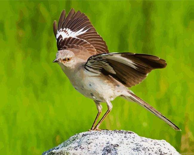 Northern Mockingbird Animal Painting By Numberss.png