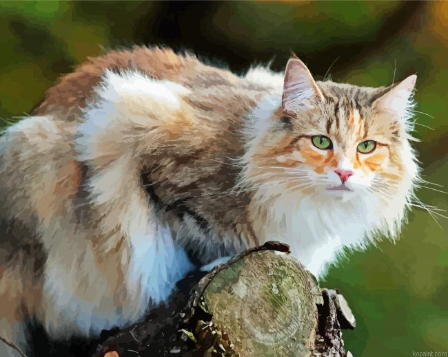 Norwegian Forest Cat Animals Painting By Numberss.png
