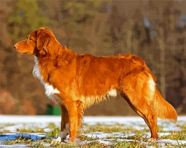 Nova Scotia Duck Tolling Retriever Painting By Numberss.png