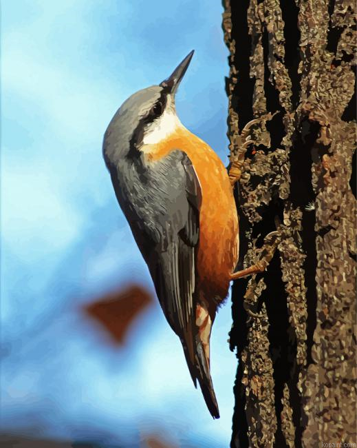 Nuthatch Bird Paint By Numbers.png