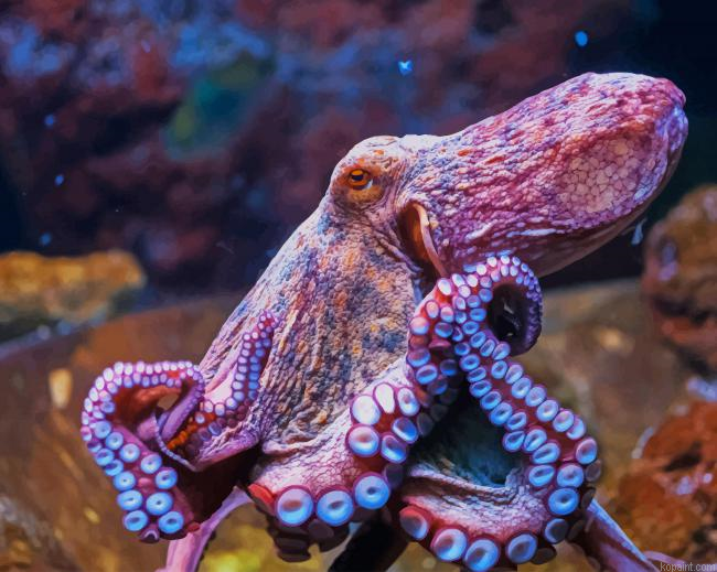 Octopus Animal Painting By Numberss.png