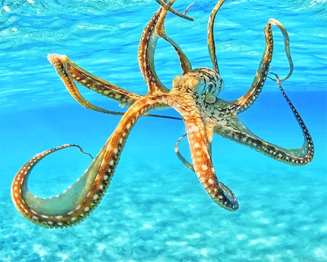 Octopus In The Ocean New Painting By Numberss.png