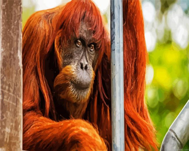 Old Orangutan Painting By Numberss.png