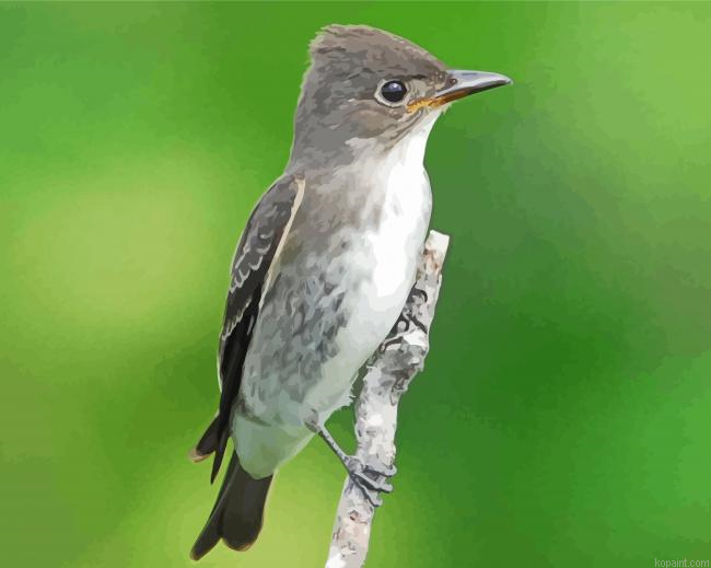 Olive Sided Flycatcher Painting By Numberss.png