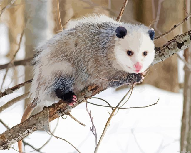 Opossum Animal Painting By Numberss.png