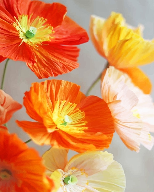 Orange And Yellow Poppies Flowers New Painting By Numberss.png