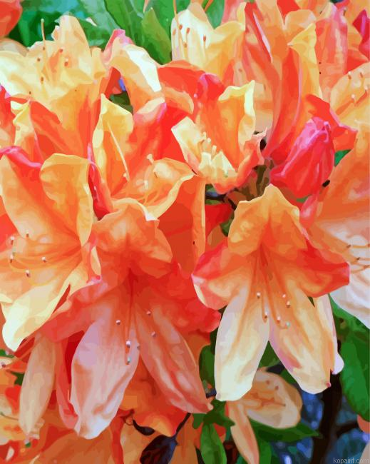 Orange Azaleas Flowers Painting By Numberss.png