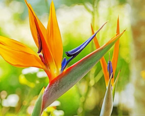 Orange Bird Of Paradise Painting By Numberss.png