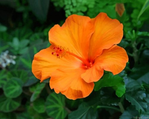 Orange Hibiscus Flower Painting By Numberss.png