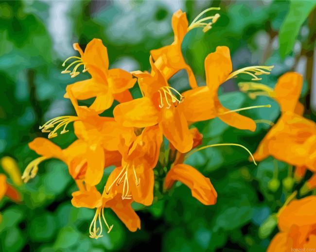 Orange Honeysuckle Flower Paint By Numbers