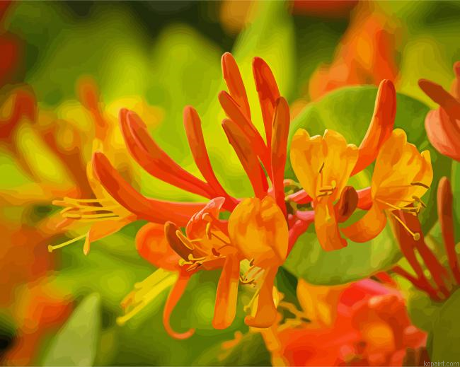 Orange Honeysuckle Paint By Numbers
