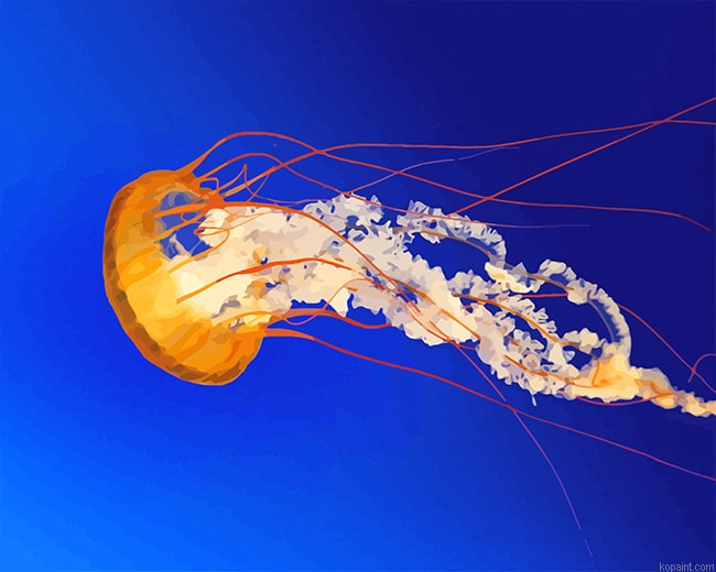 Orange Jellyfish New Painting By Numberss.png