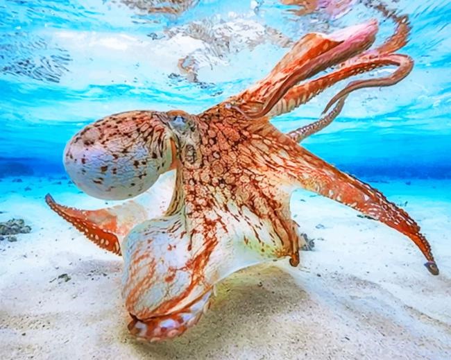 Orange Octopus Under Water Painting By Numberss.png