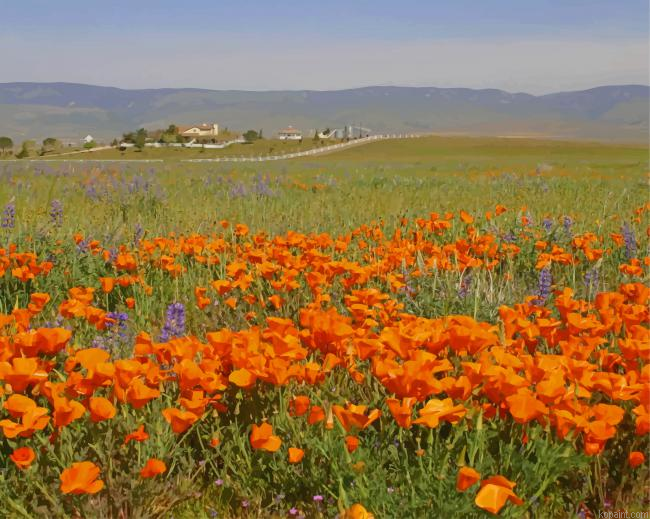 Orange Poppy Field New Painting By Numberss.png