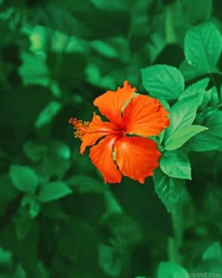 Orange Shoeblackplant Painting By Numberss.png