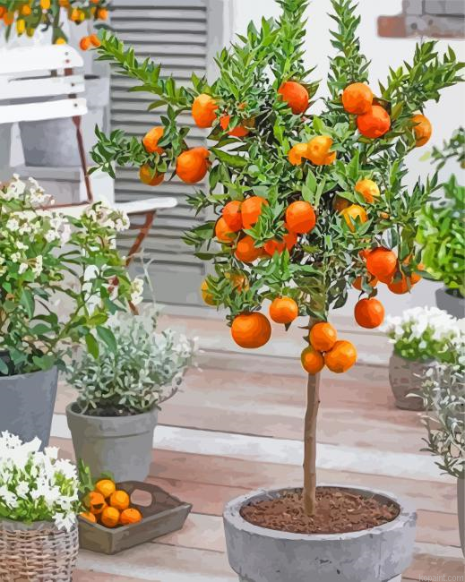 Orange Tree In Pot Painting By Numberss.png