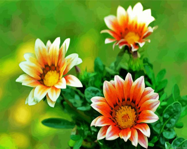 Orange White Gazania Flowers Painting By Numberss.png