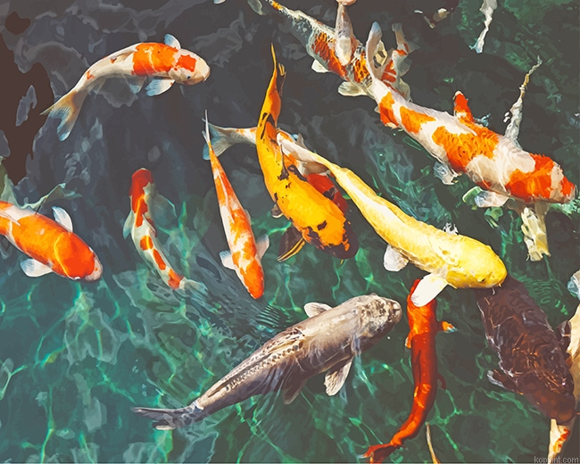 Orange And White Koi New Painting By Numberss.png