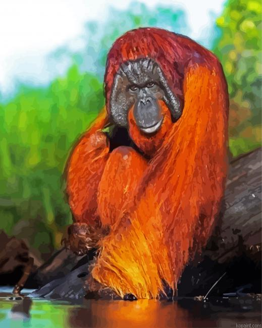 Orangutan Animal Paint By Numbers.png