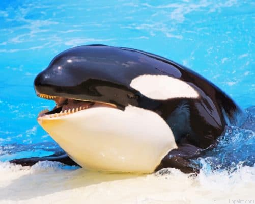 Orca Whale Painting By Numberss.png