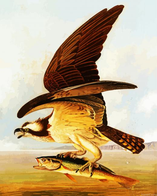 Osprey And Weakfish By John James Audubon Painting By Numberss.png