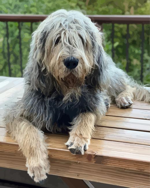 Otterhound Puppy Painting By Numberss.png