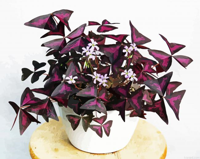 Oxalis Plant Paint By Numbers