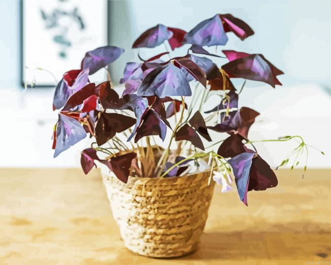 Oxalis Wood Sorrels Plant Pot Painting By Numberss.png