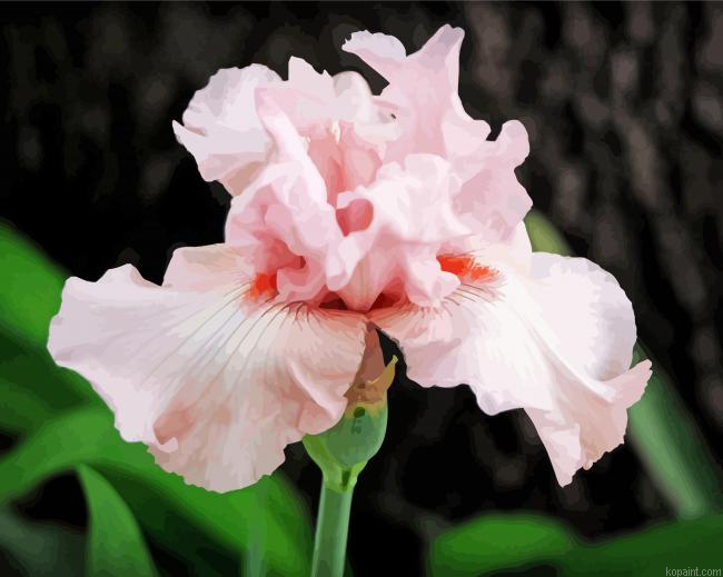 Pale Pink Iris Painting By Numberss.png