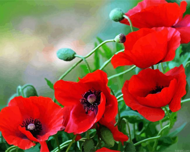 Papaveri Flowers Art Paint By Numbers