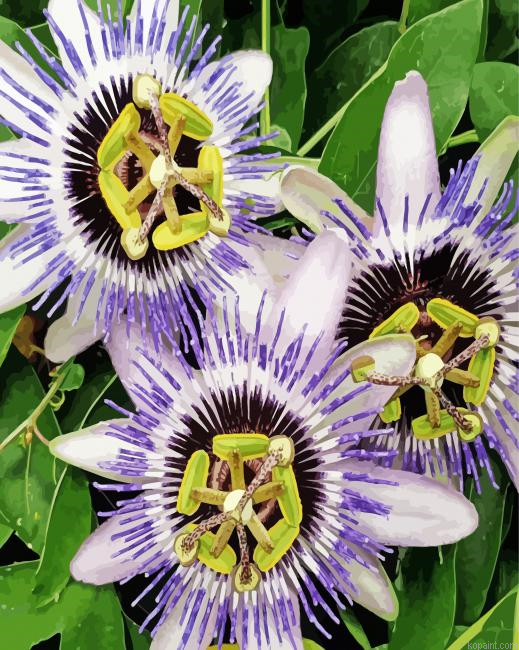 Passion Flowers Painting By Numberss.png