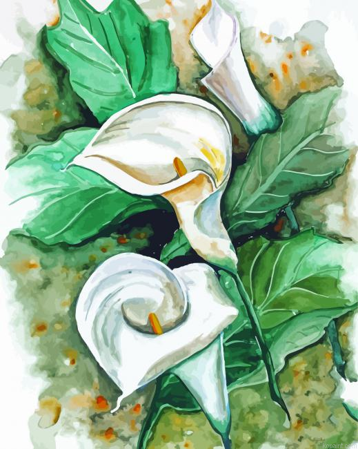 Peace Lily Art Painting By Numberss.png