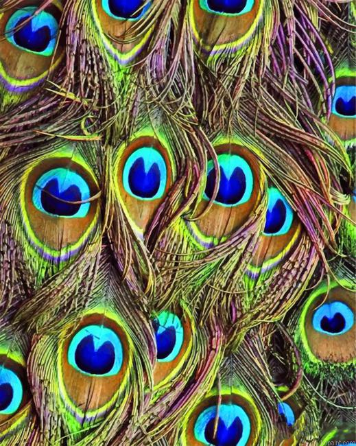 Peacock Feather Painting By Numberss.png