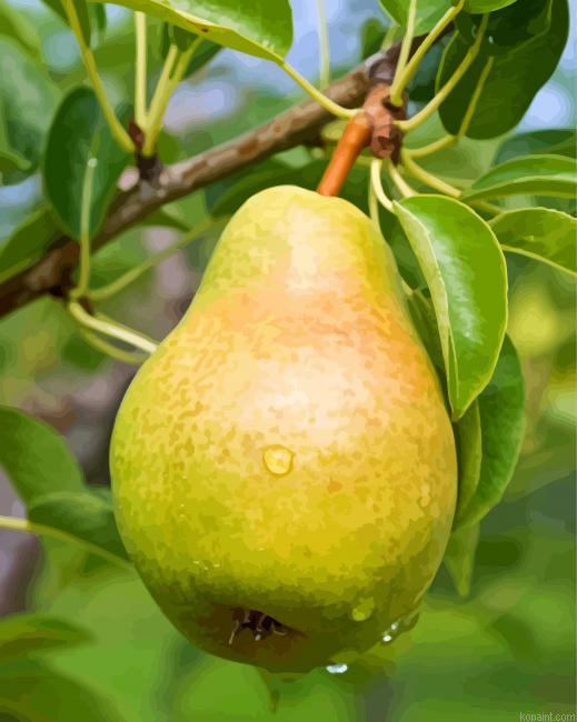 Pears On Tree Fruits Painting By Numberss.png