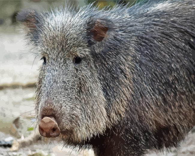 Peccary Animal Painting By Numberss.png