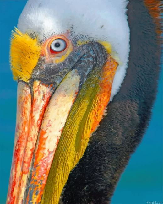 Pelican Bird Painting By Numberss.png