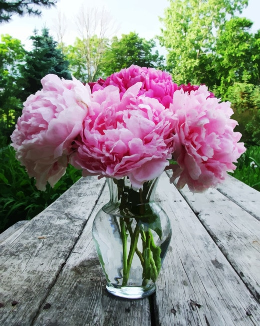 Peonies In Glass Painting By Numberss.png