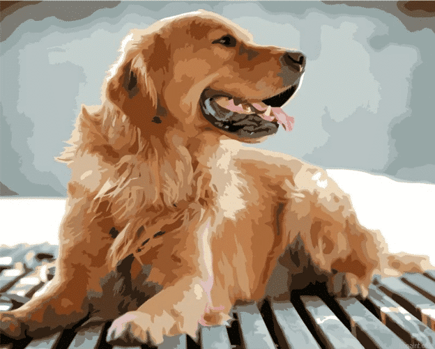 Pet Paint By Numbers Custom Painting By Numberss.png