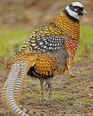 Pheasant Bird Painting By Numberss.png