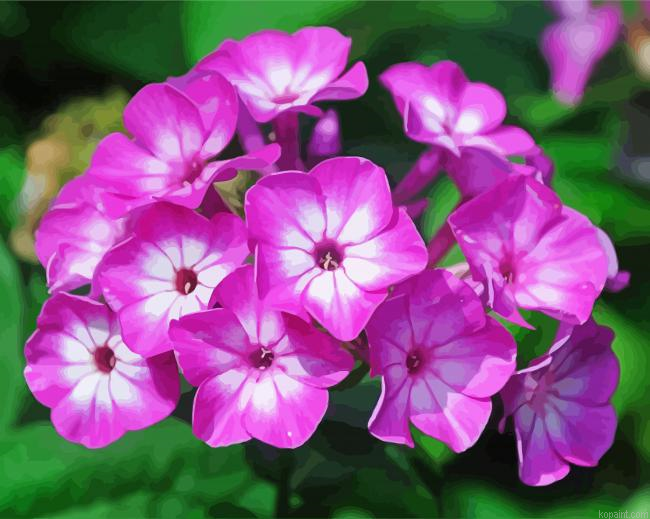 Phlox Blossom Painting By Numberss.png