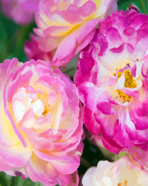Pink And Fuchsia Floribundas Painting By Numberss.png