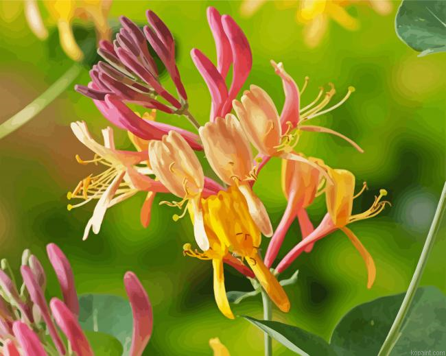 Pink And Yellow Honeysuckle Paint By Numbers