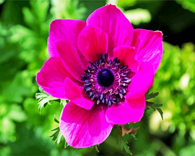 Pink Anemone Paint By Numbers.png